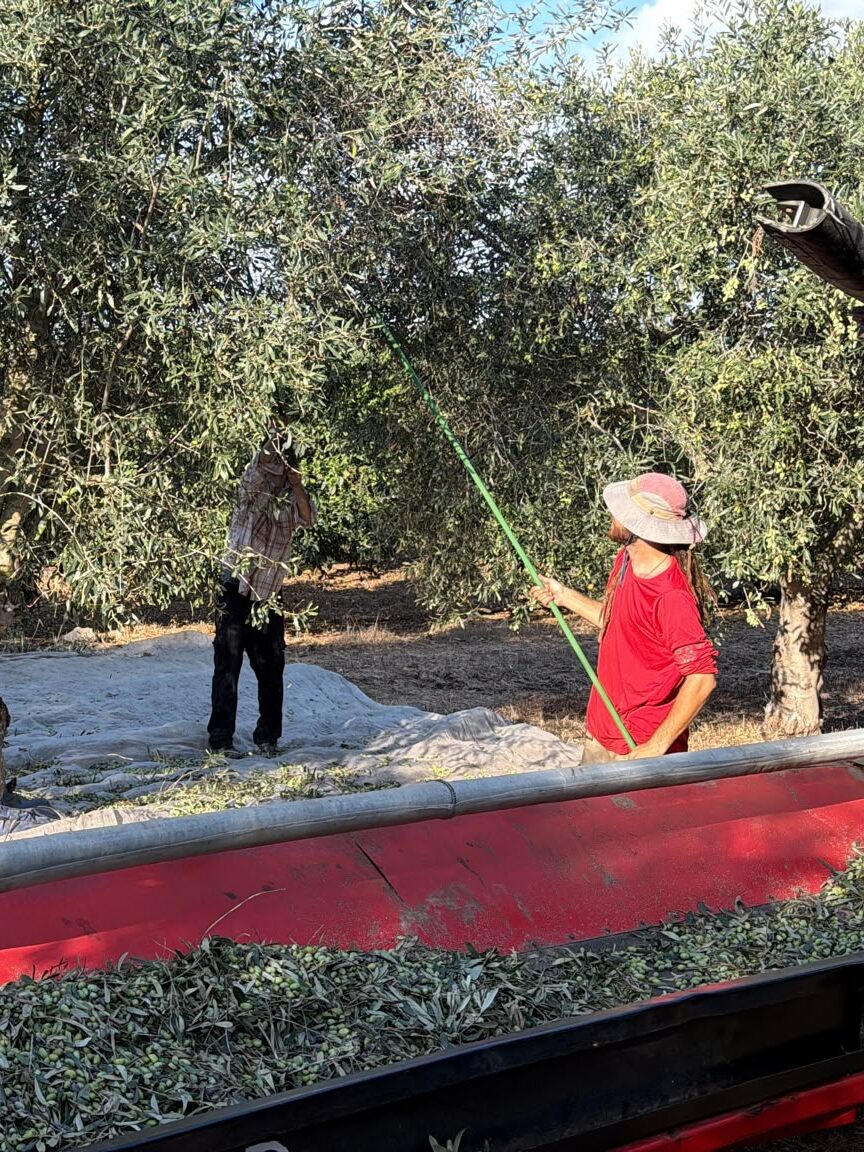 olives