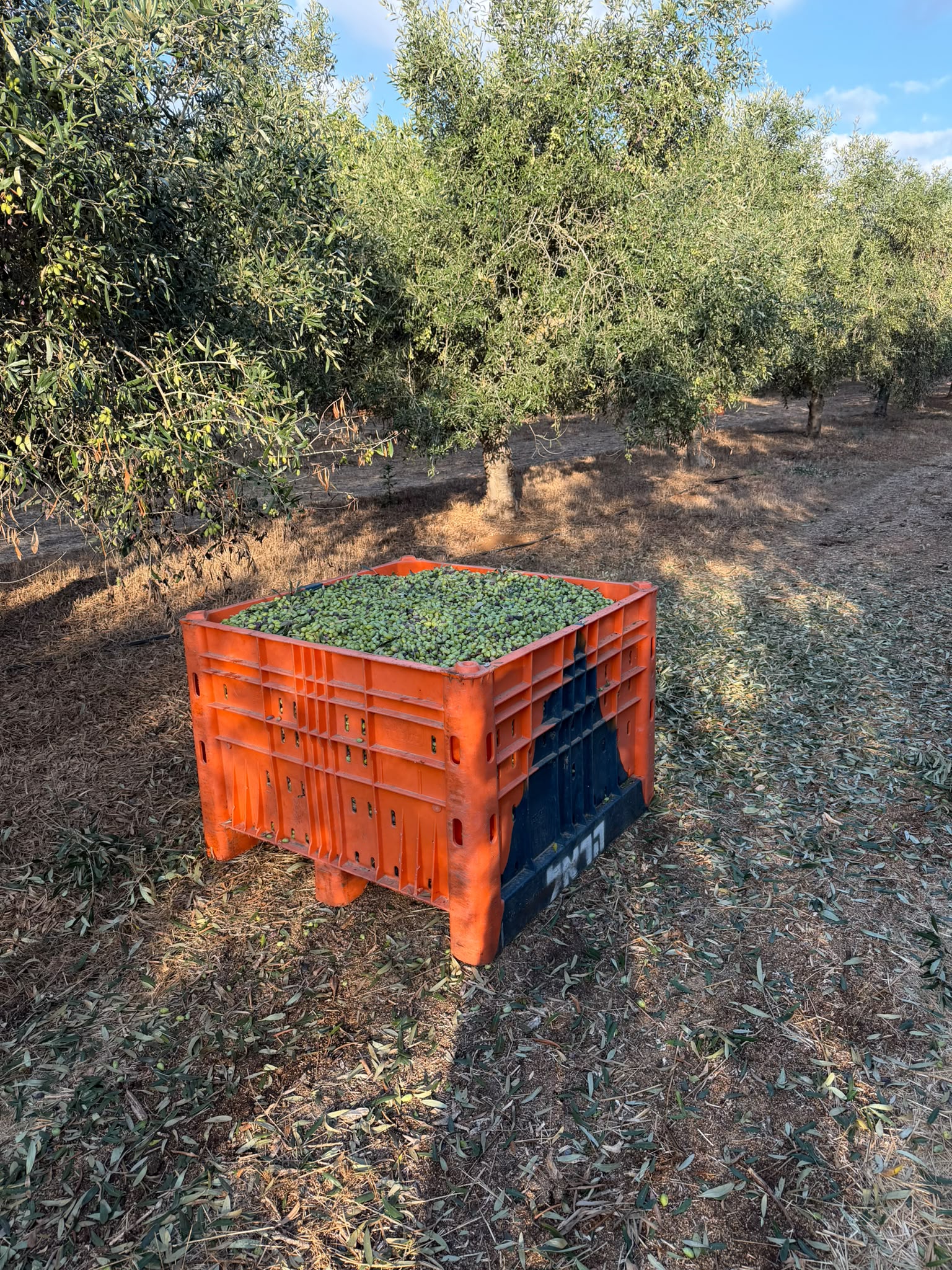 olives